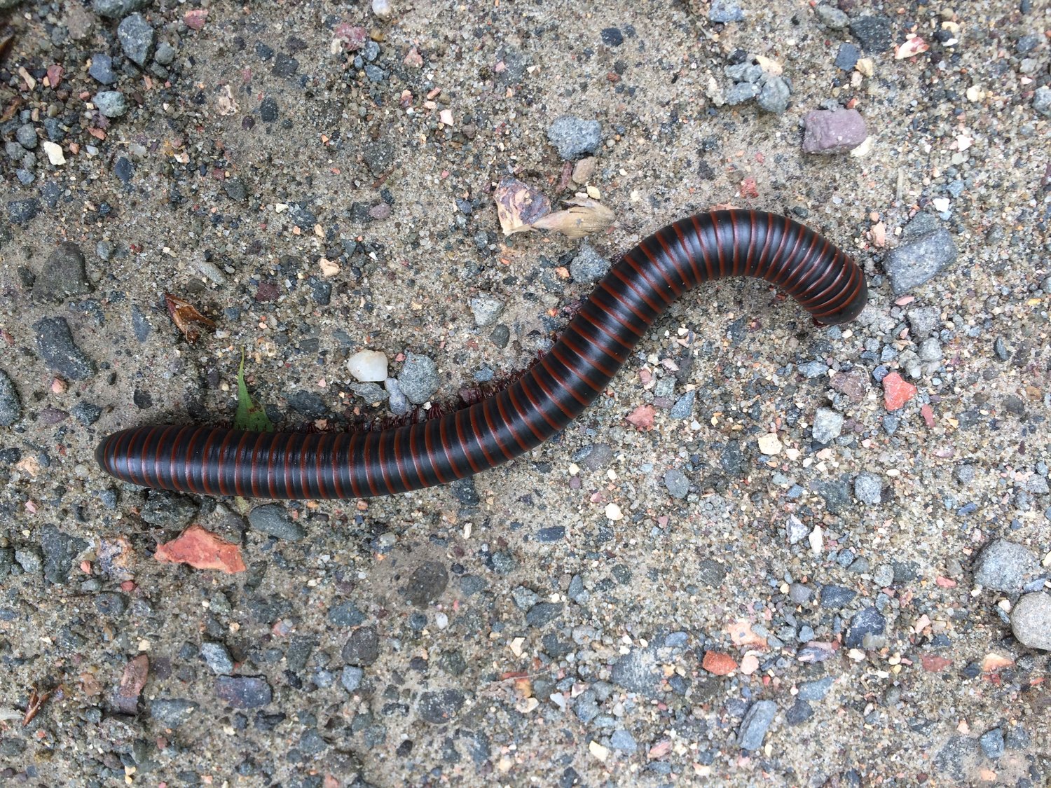 The Pennsylvania Parks and Forests Foundation’s annual “Parks and Forests Thru the Seasons” photo contest encourages capturing “all that is special and the memories that are made” in the state’s parks and forests. Send your “Dogs in the Outdoors” submissions, or submit your best shot of the wildlife we share our state lands with, like this multi-legged millipede. This contest also has a category for youth photographers between 12 and 17 years of age. Learn more at www.paparksandforests.org/get-involved/photo-contest.